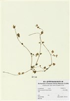 藏品(阿里山繁縷)的圖片